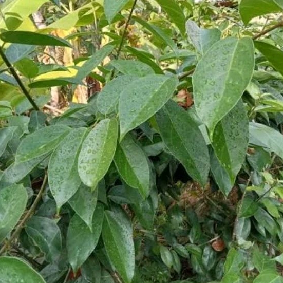 

Daun Cincau Hijau 2 Kg