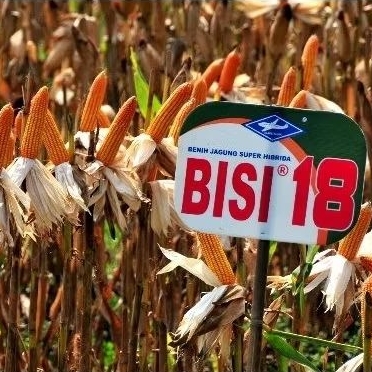 Benih Jagung Bisi 18 1KG