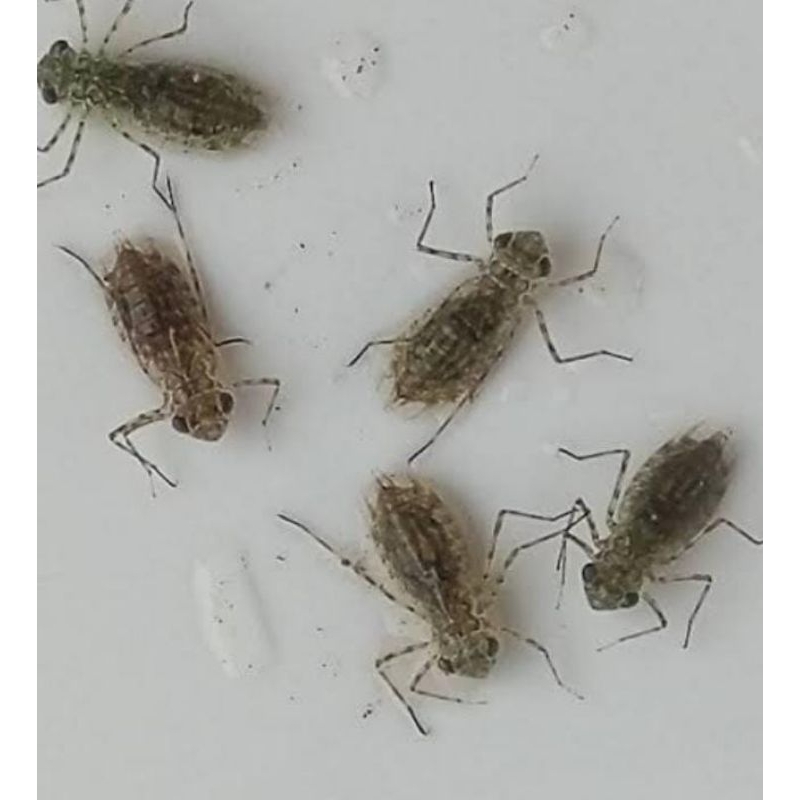 larva capung/unil hidup 50 ekor