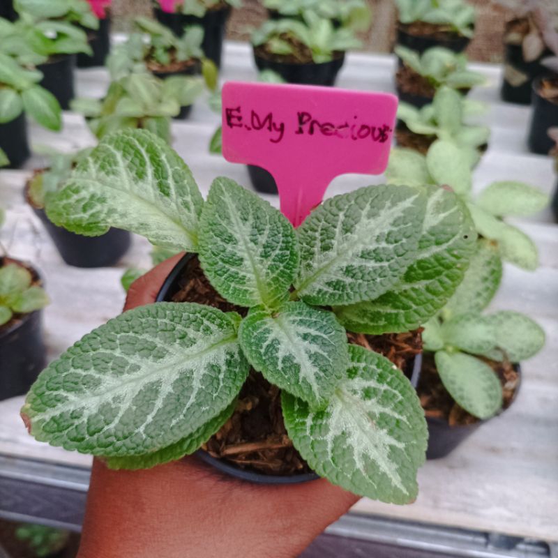 Episcia My Precious (Bunga Kuning)