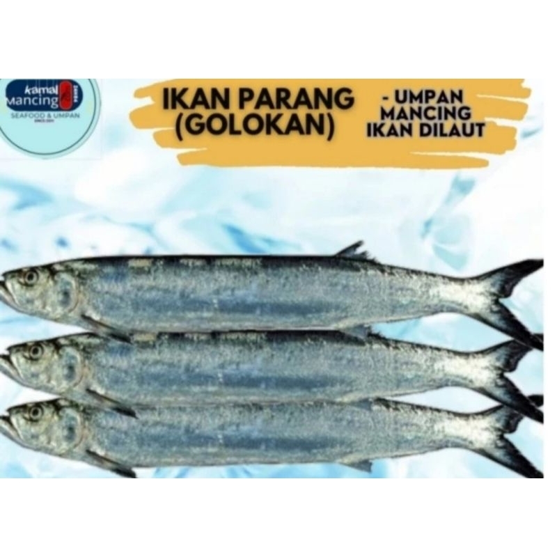 

Jual Ikan Laut/Ikan Segar/Ikan G0L0kan/Umpan Mancing/Seafood -1kg