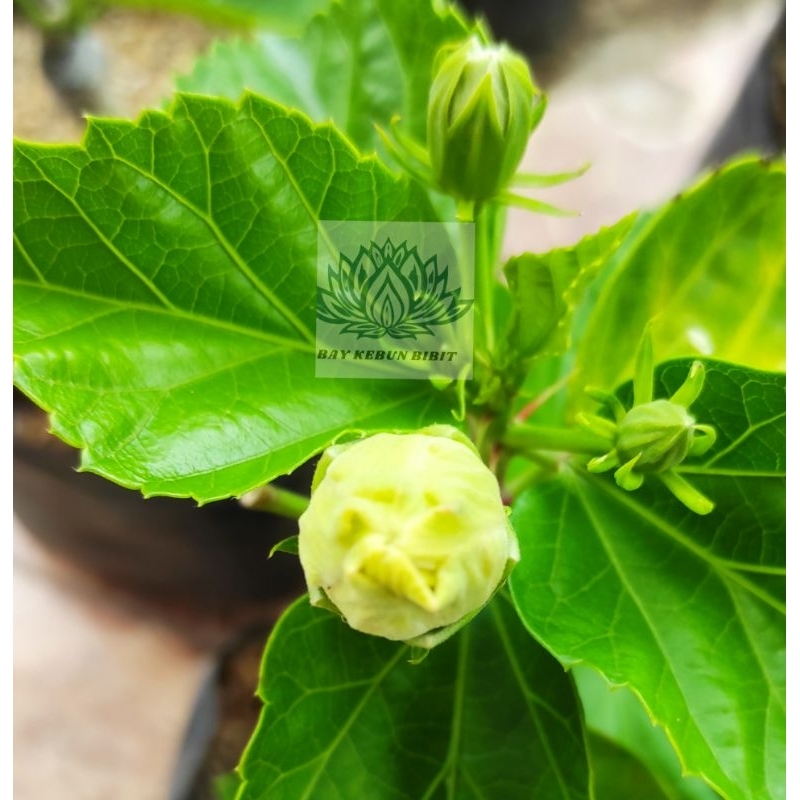 Tanaman hias bunga sepatu / bunga hibiscus bangkok