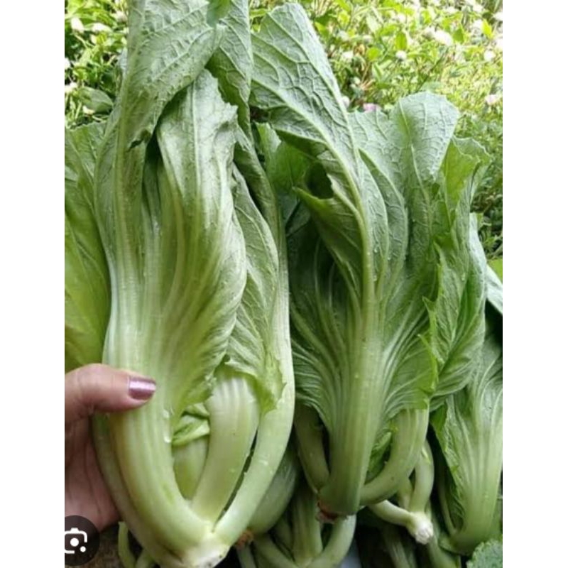 100 Biji Benih Sawi Pahit