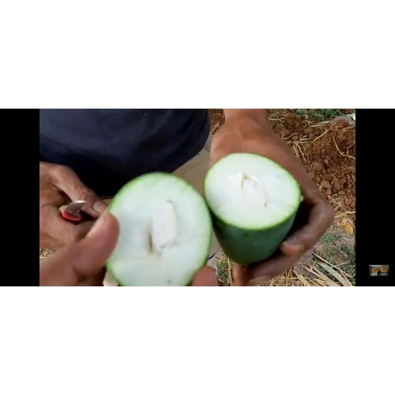 

Mangga gadung muda masih putih 1 kg