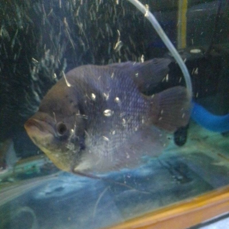 hiasan aquarium gurame short body