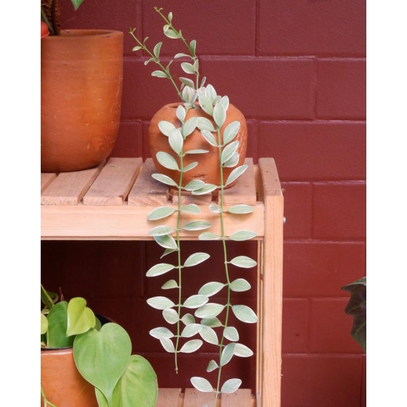 Hoya Kuaci Variegata / Tanaman Gantung Dischidia Cascade