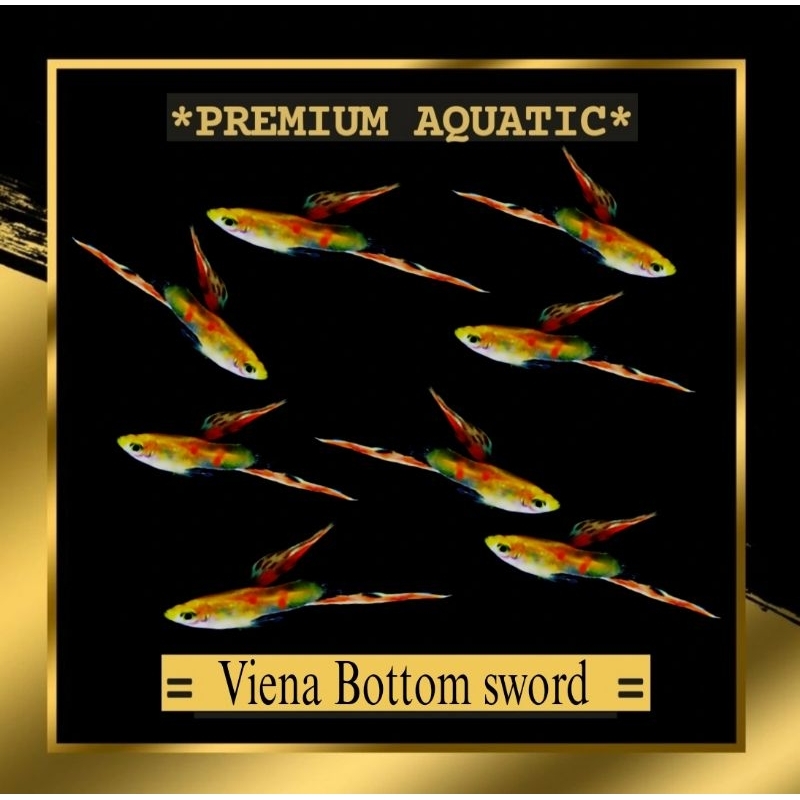 Guppy Vienna Bottom sword sepasang hiasan akuarium