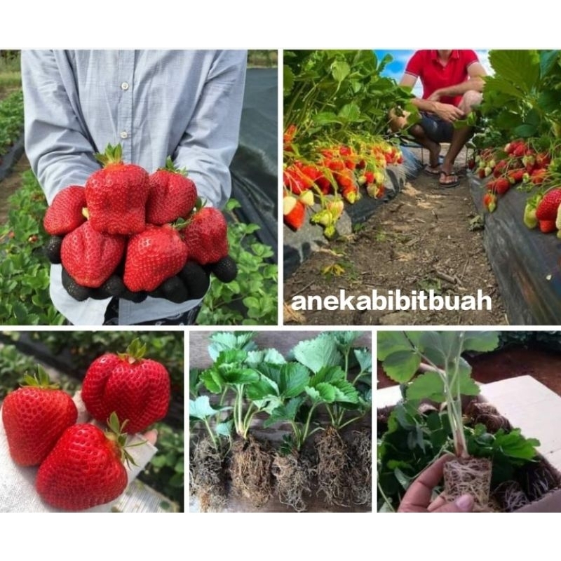 BIBIT STRAWBERRY CALIFORNIA JUMBO