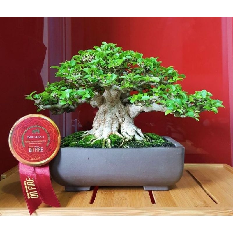 bahan bonsai loa dongkelan fresh