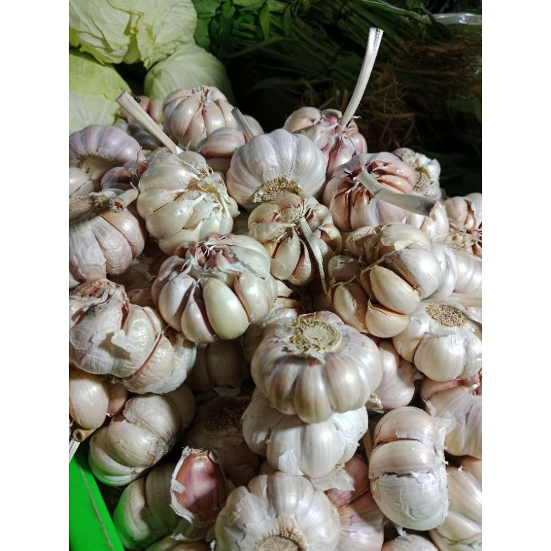 

bawang putih biasa