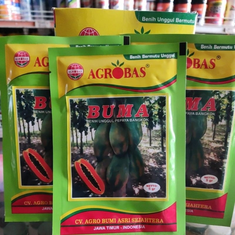 Benih Pepaya Bangkok/Taiwan BUMA 5g dari AGROBAS Bibit Unggul