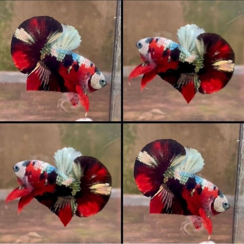 Red koi cooper Gold Top Grade