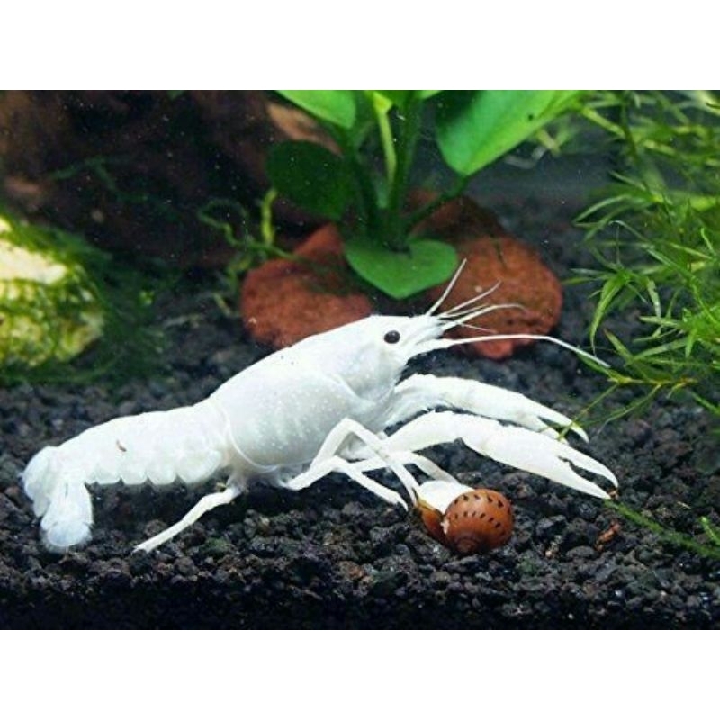 

White Lobster Air Tawar Lobster Putih Hias Air Tawar