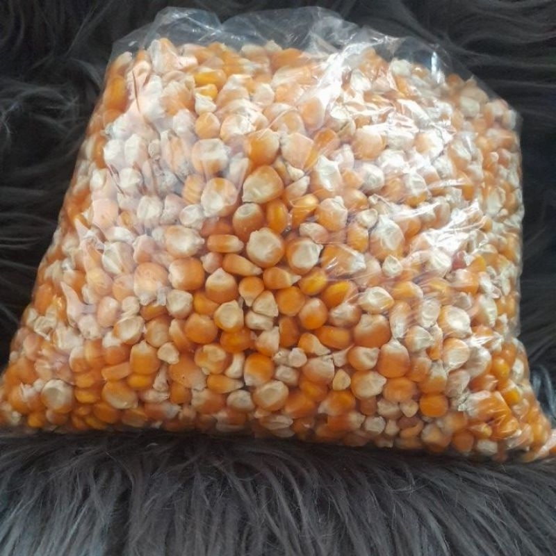 jagung ayam jagung besar 1kg pakan ayam.