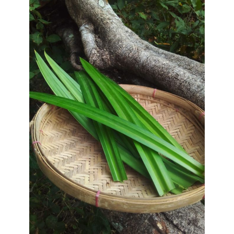 

Daun pandan segar 20 lembar