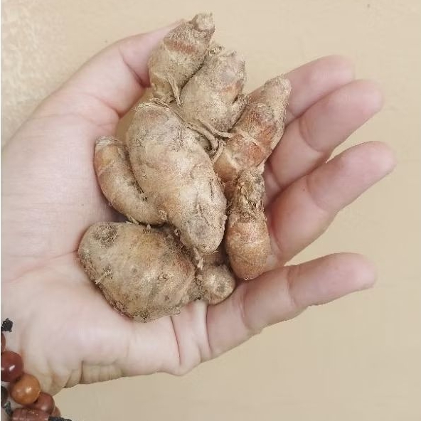 

bumbu masak kencur cikur segar 250 gr