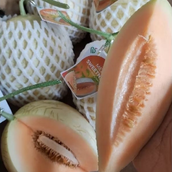 

[MELON SULTAN MANIS KIRIM INSTAN/SAMEDAY] Melon Premium Sweetnet Jaminan Manis Jaminan Enak