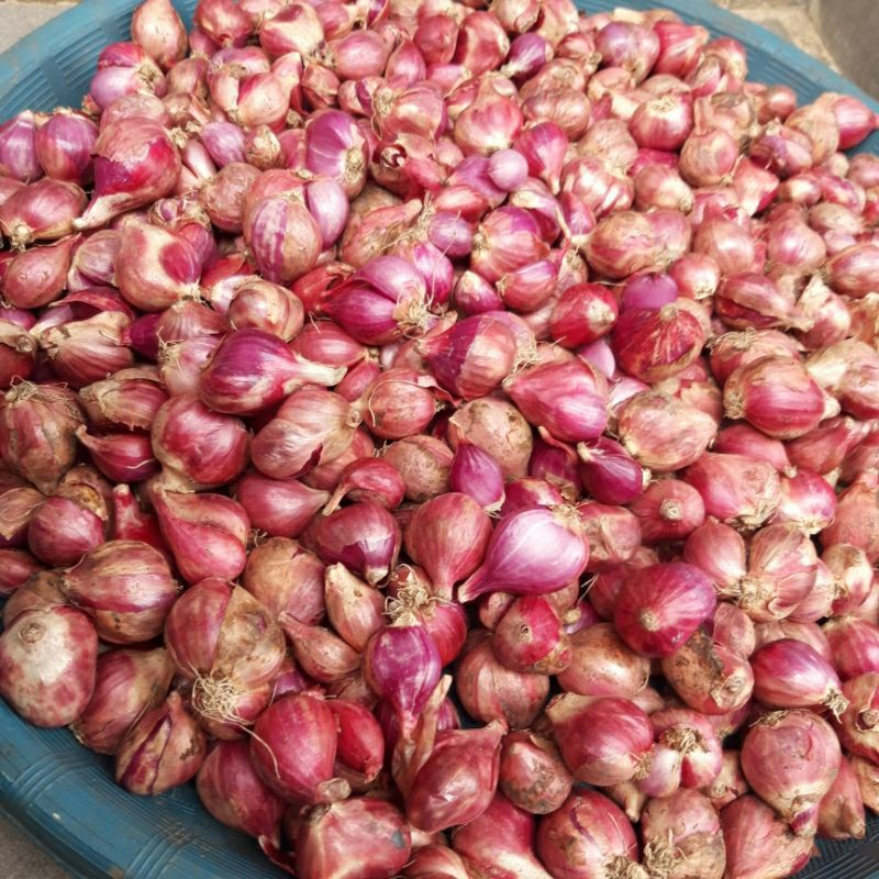 

bawang merah super fres besar kecil