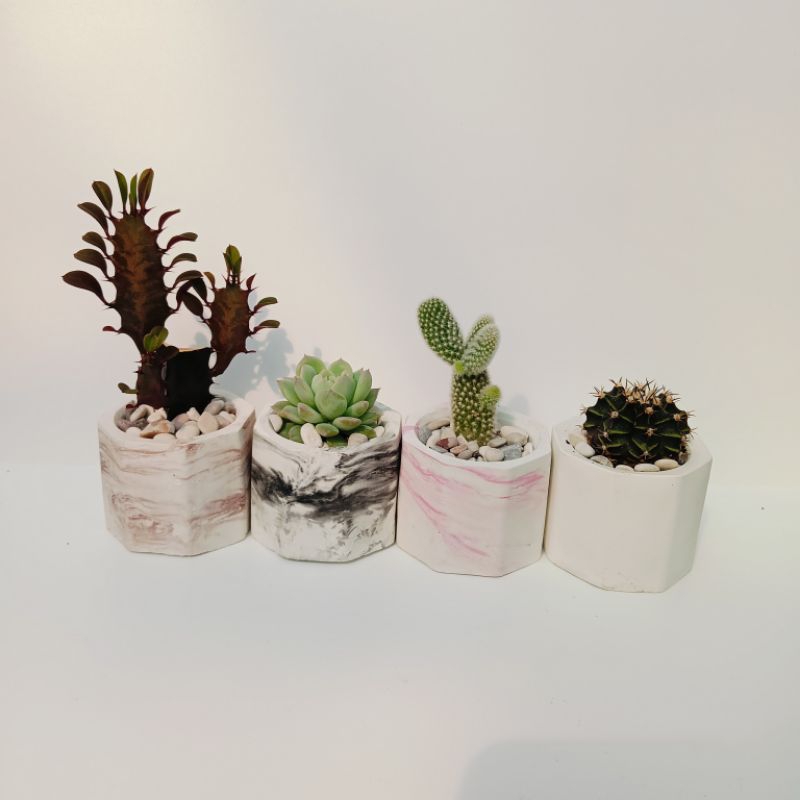 sekulen kaktus pot warna"lengkap dengan tanaman"