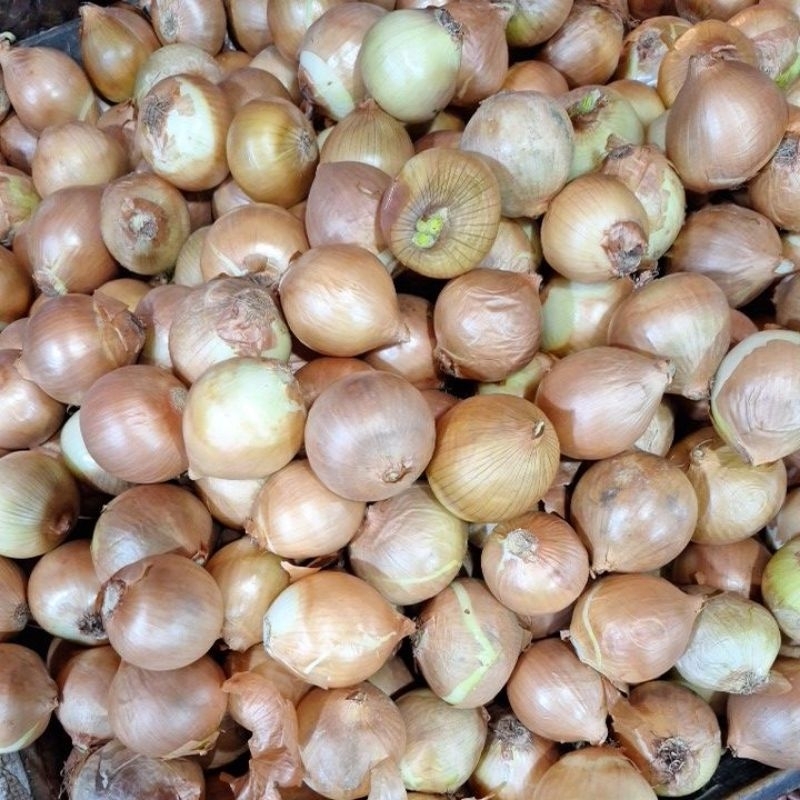 

Bombay Kecil