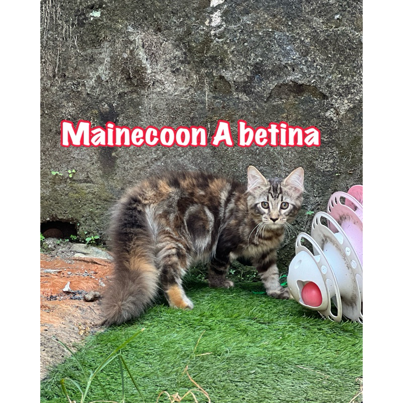 Kucing mainecoon betina kitten