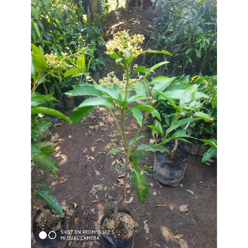 bibit mangga chokanan berbunga/tabulampot mangga chokanan