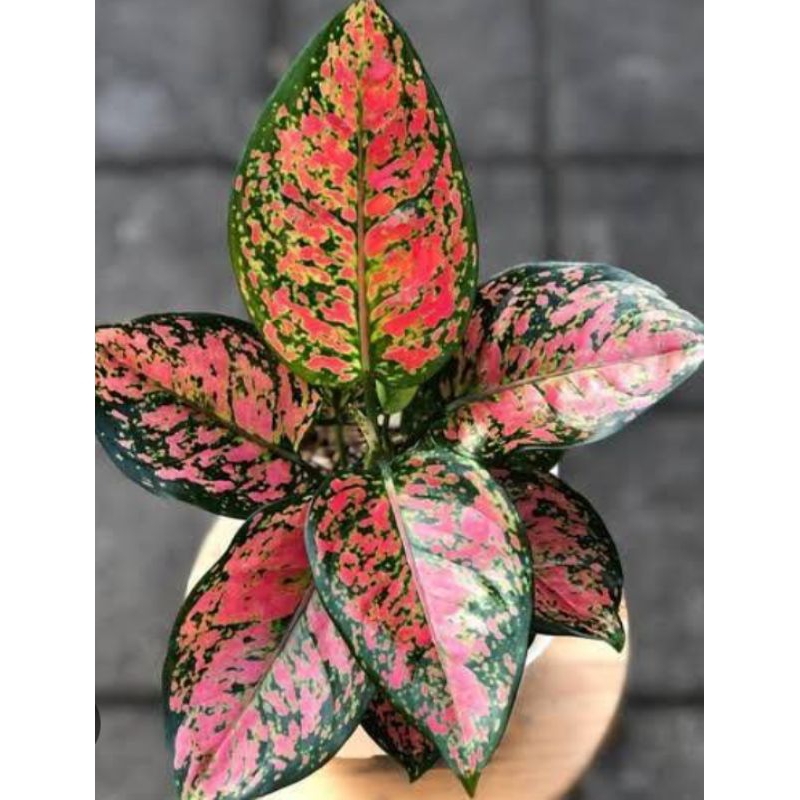 venus - red venus -Aglonema venus merah