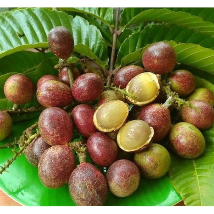 

Direkomendasikan Buah matoa 5 gr