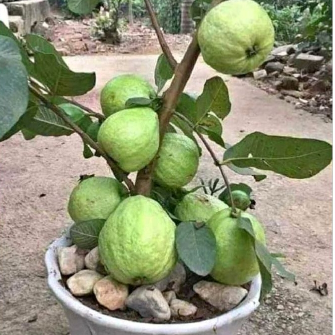 bibit jambu kristal putih sudah berbuah/Bibit Jambu Kristal Non Biji Kondisi Sudah Berbuah