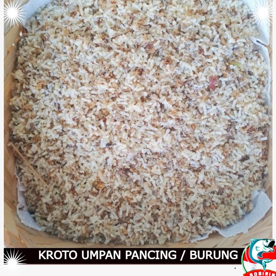 Ready Murah  kroto super kering pera keroto semut