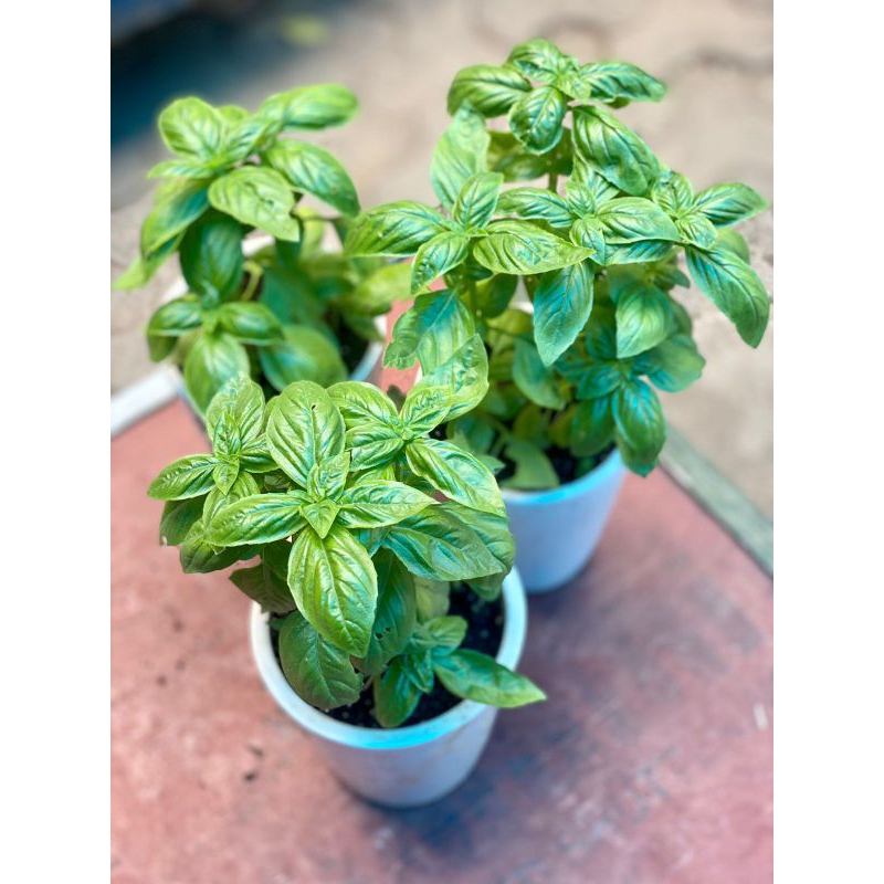 

tanaman sweet basil / ocimun basilicum