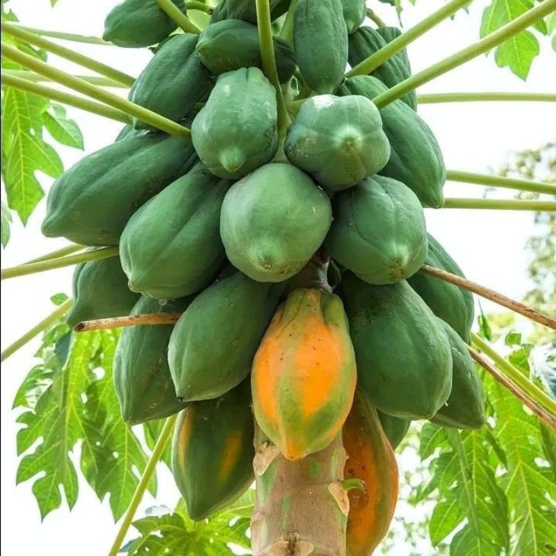4 Biji Benih Pepaya Bangkok Bibit Buah Buahan
