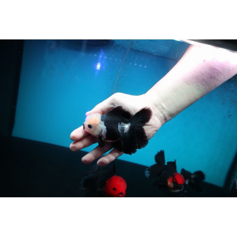 Ikan Mas Koki Oranda Panda Rose Tail Jumbo Size 13 cm. h6