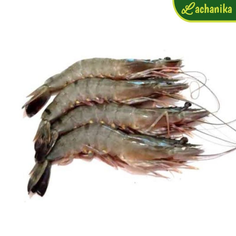

Udang Besar Fresh (Size 30)