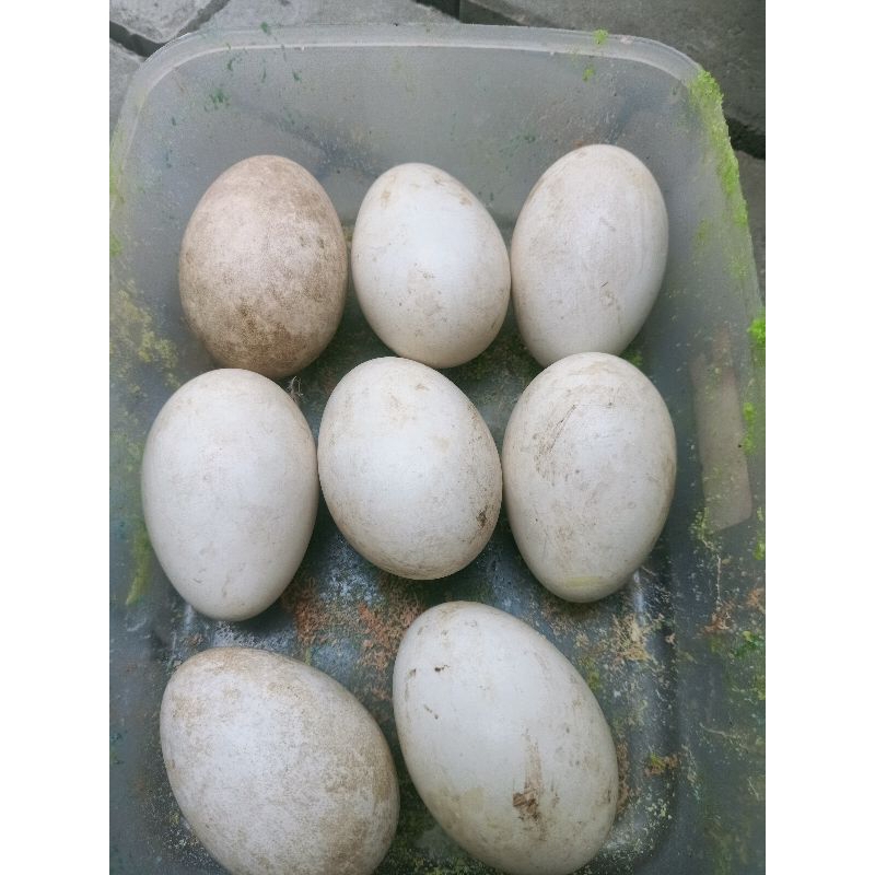 

Telor soang busuk 1 butir atau telor angsa