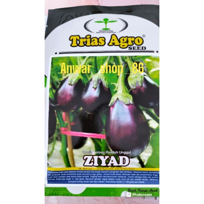 Benih terong ungu bulat besar unggul  " Ziyad" 10 gr merk Trias Agro
