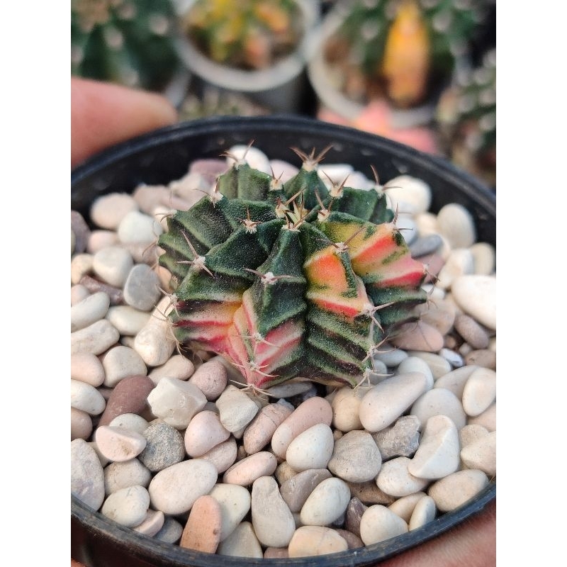 kaktus miha hybrid varigata seedling