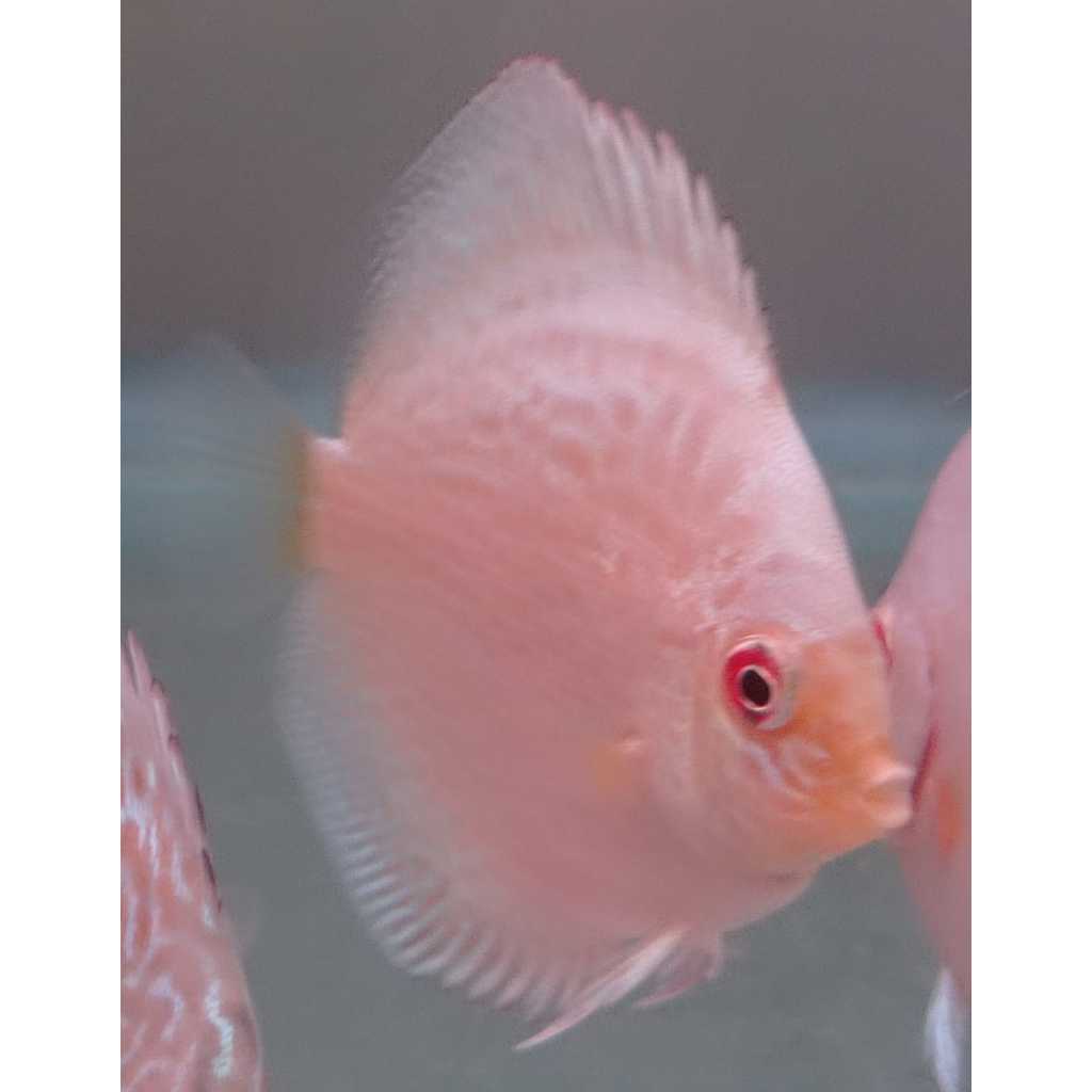 Ikan Discus Blue Scorpion 2,5" inch s/d 5" inch