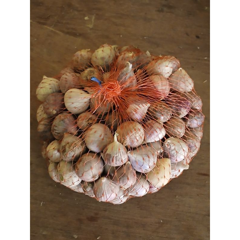 

bawan tunggal/ bawang lanang 1/2kg