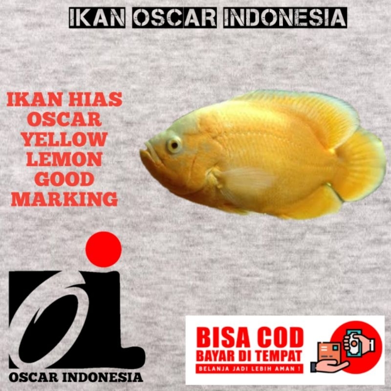 Oscar yellow lemon/albino Tiger GM/Tiger batik GM/tembaga GM/albino Paris GM/red chili 6-7cm