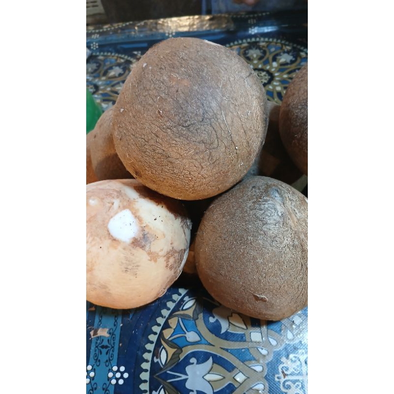 

kelapa utuh kupas 1 butir