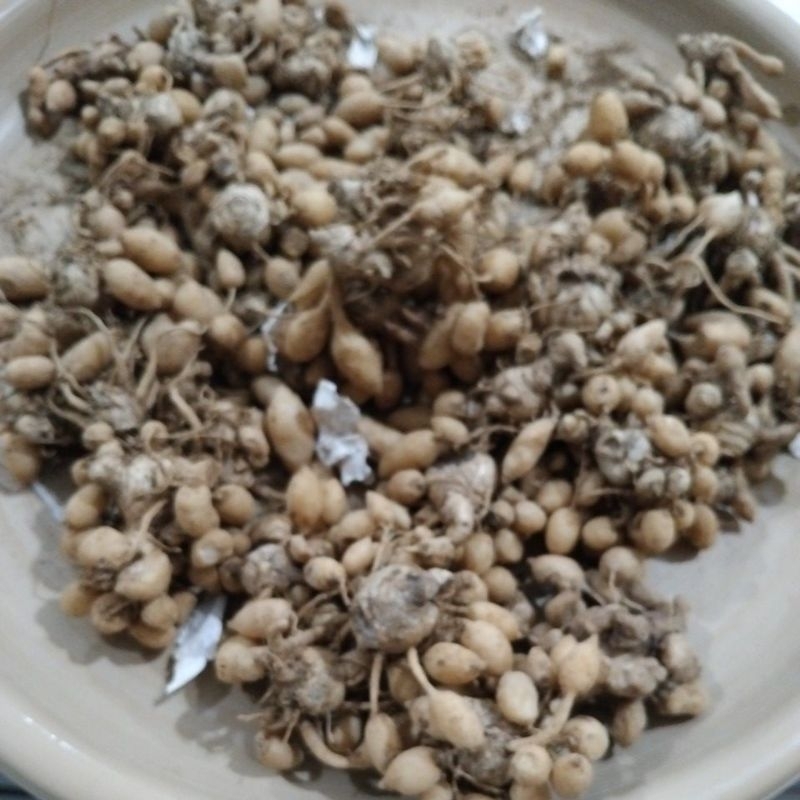 

kunyit putih harga perkilo