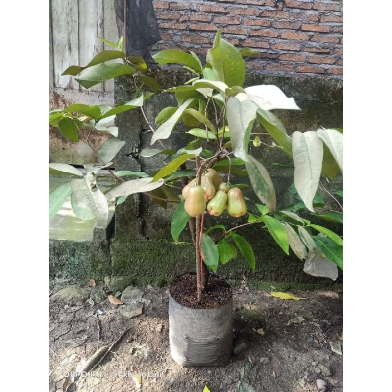 jambu air madu Deli sudah berbuah