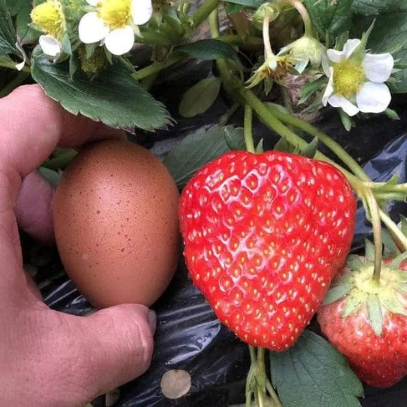 bibit strawberry jumbo