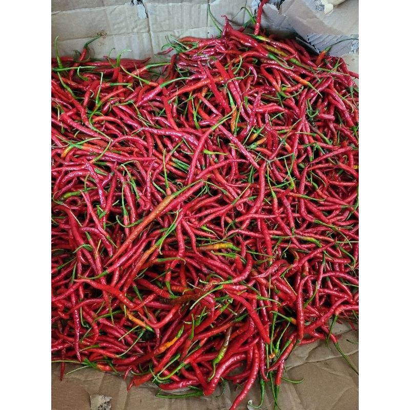 

Cabai Merah Keriting 1 kg Rp17.000