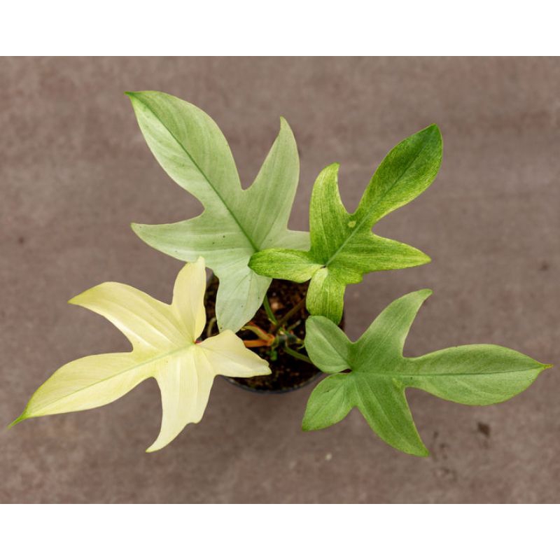 philodendron florida ghost / merpati