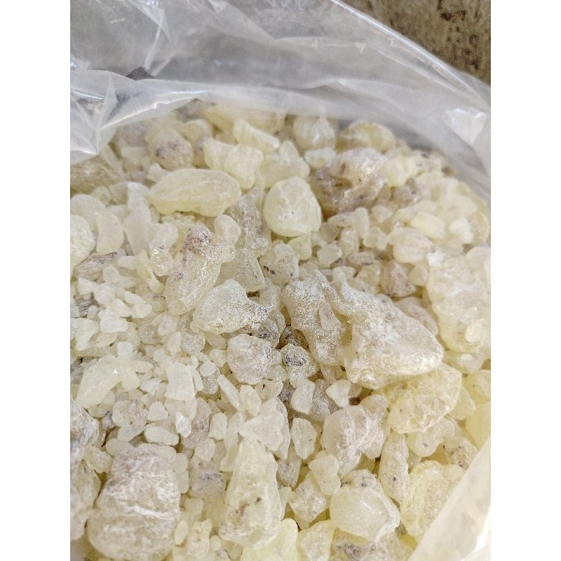 Sport Sistem Damar Mata Kucing/ Damar Resin/ Getah Damar Mata Kucing