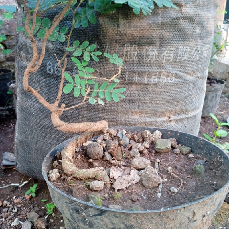bonsai asem