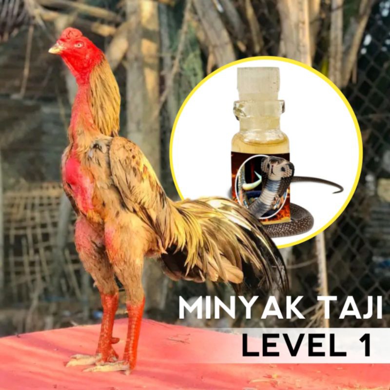 Pakhoy super brutal racun ayam aduan Jalu