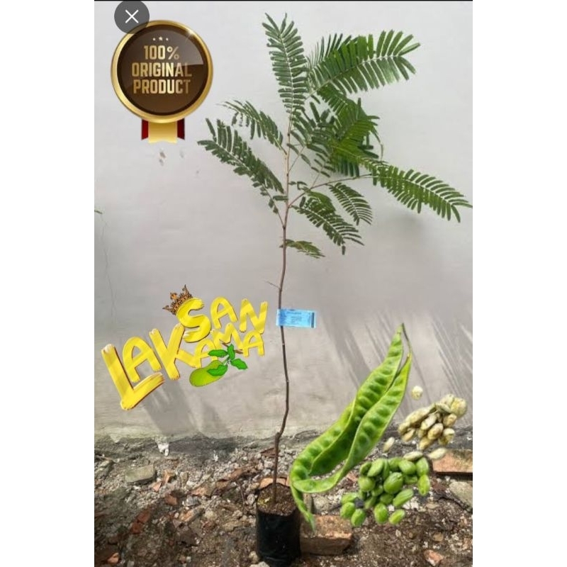 BIBIT PETAI HIBRIDA THAILAND ( bervalidasi tinggi)